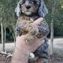 Aussiedoodles and Poodles from Jagged Oaks Farm