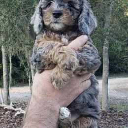 Aussiedoodles and Poodles from Jagged Oaks Farm