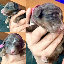 Aurora - Blue merle female Assorted Doodle Crosses puppy in Irmo, South Carolina from Kava Kennels