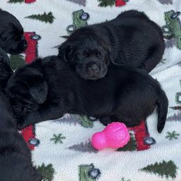 Labrador Retrievers from Twin River Labradors