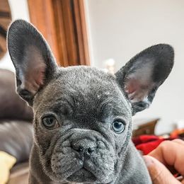 French Bulldogs from Frenchie Falls, LLC