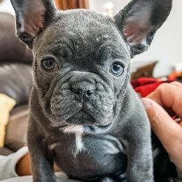 French Bulldogs from Frenchie Falls, LLC