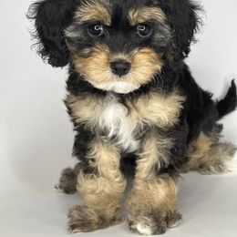 Aussiedoodle, Cavalier King Charles Spaniel, Cavapoo, and Labradoodle Puppies from Mc Doodles of Texas LLC