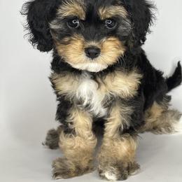 Aussiedoodle, Cavalier King Charles Spaniel, Cavapoo, and Labradoodle Puppies from Mc Doodles of Texas LLC