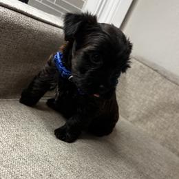 Yorkshire Terrier Puppies from Dee’s pretty puppies