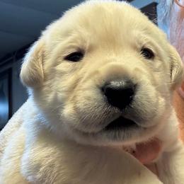 Baby H - Yellow male Labrador Retriever puppy in Greensburg, Kentucky from Paws Farm Retrievers