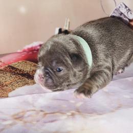 French Bulldog Puppies from Lovemyfrenchies
