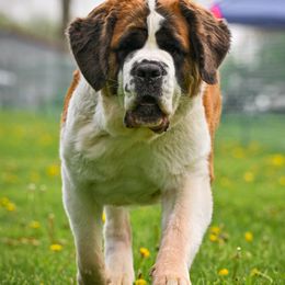 Saint Bernards from Wild Turkey Saints