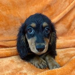 Banana - Black and tan female Dachshund puppy in Memphis, Tennessee from River City Doxies