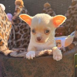 Dolce - Fawn male Chihuahua puppy in Amity, Pennsylvania from Baxters Chihuahuas