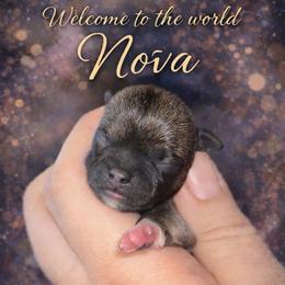 Nova - Black sabled fawn female Chihuahua puppy in New Castle, Delaware from Sasha’s Elite Kennel LLC