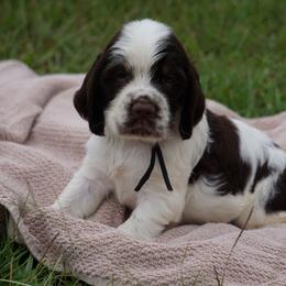 Black Collar - Liver white and tan male English Springer Spaniel puppy in Loris, South Carolina from Palmetto Springer Spaniels
