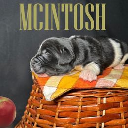 McIntosh - White and black male Newfoundland puppy in Tully, New York from Bear Paw Newfoundlands