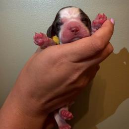 Sparky - Liver white and roan male English Springer Spaniel puppy in Williston, Florida from Parks Paradise Springers
