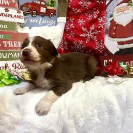 Border Collie and Jack Russell Terrier Puppies from CP FARMS BORDER COLLIES N JACKS CORP