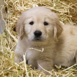 Golden Retriever Puppies from Goldens of Hamm Hollow