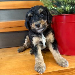 Yellow girl - Tri-color female Bernedoodle puppy in Hines, Oregon from Switch Canyon Doodles