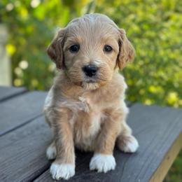 Corn Dog - Apricot male Goldendoodle puppy in Wharton, Texas from Little Fur Friends