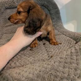 Liv - Dapple female Dachshund puppy in Crosby, Texas from House of Slinkys
