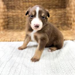 Cove - Red tri-color male Australian Shepherd puppy in Unionville, Iowa from Soap Creek Kennels