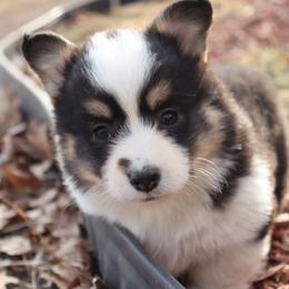 Ross - Black and tan male Pembroke Welsh Corgi puppy in St. Charles, Iowa from Kim Boyle's Pembroke Welsh Corgis