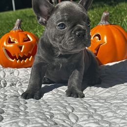 French Bulldog and Pug Puppies from Peachy Pugs