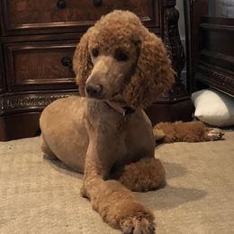 Gracie  - Poodle