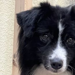 Miniature American Shepherds from Givadem