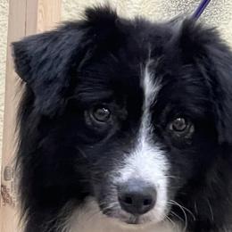 Miniature American Shepherds from Givadem