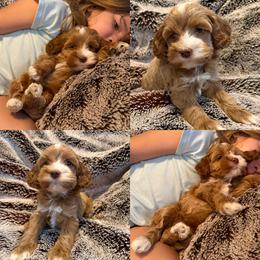 Teddy - Red male Cockapoo puppy in Birdsboro, Pennsylvania from Cooper Family Cockapoos