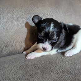 Boy 1 - White black and tan male Papillon puppy in Joshua, Texas from Summertime Kennels