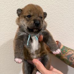 Light Blue - Red male Shiba Inu puppy in Wildomar, California from Almond & Sesame