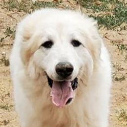 BB - Great Pyrenees