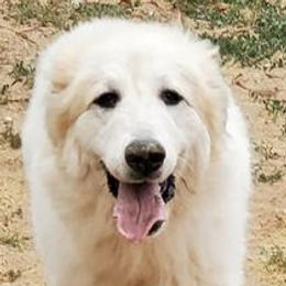 BB - Great Pyrenees