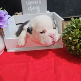Bulldog Puppies from Mandy Judd