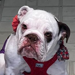 Ghidorah - Bulldog