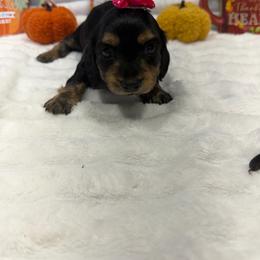 Minnie - Black and tan female Dachshund puppy in Mansfield, Missouri from OFK