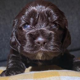 S'More - Brown and white female Cocker Spaniel puppy in Memphis, Tennessee from Cordova Cockers