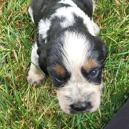 Velvet - Black white and tan female English Springer Spaniel puppy in Derby, Vermont from Ledge N' Tree English Springer Spaniels