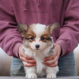 Girl 1 - Sable female Pembroke Welsh Corgi puppy in La Grange, Wyoming from Merrygold Corgis