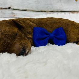 Ross. AKC - Red  male Poodle puppy in Nixa, Missouri from Family Poodles
