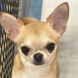 Ruby - Chihuahua