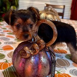 Rocky - Black and tan male Yorkshire Terrier puppy in Bakersfield, California from Yorkie To My Heart