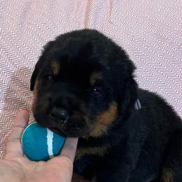 Storm - Black and mahogany male Rottweiler puppy in Crothersville, Indiana from The Solid Rock Kennel