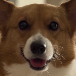Pembroke Welsh Corgis from MB Corgis