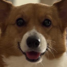 Pembroke Welsh Corgis from MB Corgis