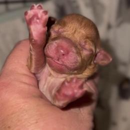 Pumpkin - Red female Cavapoo puppy in Van Alstyne, Texas from Home Grown Puppies