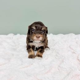 Gabriel - male Labradoodle puppy in Springfield, Ohio from Dawson & Daryn's Royal Companions