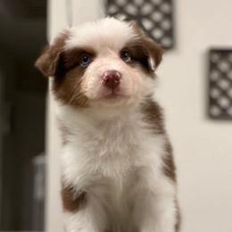 Verity (Pink) - Red tri-color female Australian Shepherd puppy in Navasota, Texas from Triple MMM Kennel
