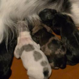 Black dapple piebald - Dapple female Dachshund puppy in Port Charlotte, Florida from Vicki's Dachshund Crossing